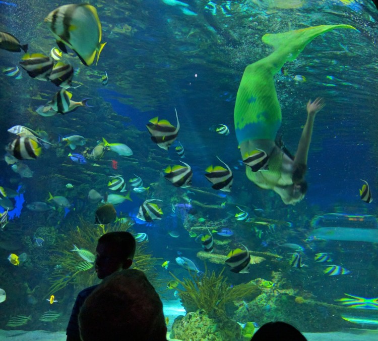 ripleys-aquarium-of-the-smokies-photo